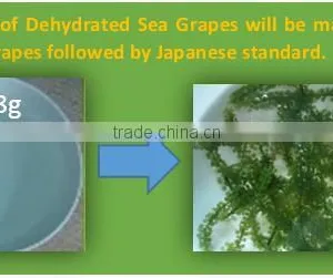 CAULERPA LENTILLIFERA FRESH SEAGRAPES - SEAWEED VIETNAM GREEN CAVIAR OKINAWA DEHYDRATED JAPAN TIDA KIM OEM PRODUCTION SEAFOOD thumbnail-2