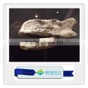 Dinosaur Fossil - Head of Ankylosaur Skeleton thumbnail-1