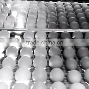 CLEAN FRESH WHITE AND BROWN EGGS FOR SALE BRAZIL ORIGIN thumbnail-3