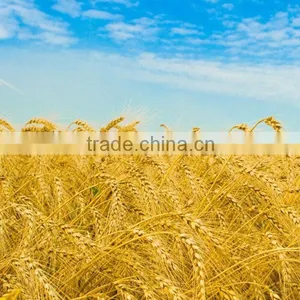 Wheat Flour Broker for Good Quality Flour thumbnail-1