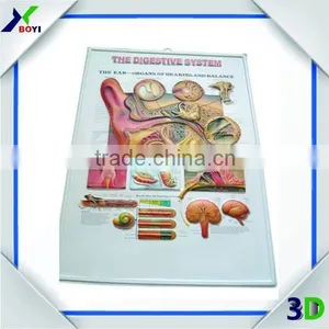New Designs 3D PVC Embossed Medical Poster thumbnail-3