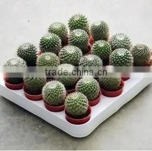 Mammillaria Hahniana 5.5cm Mini Cactus Succulent Indoor Plants Bonsai Nursery Echinocactus Grusonii Cereus Cacti Opuntia Dilleni thumbnail-3