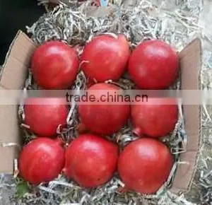 New Arrival of Fresh Pomegranate Fruit Supplier in India / Malaysia / Singapore / Dubai / Maldives / Sri Lanka thumbnail-5
