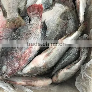Chinese Factory Price of Frozen Black Tilapia thumbnail-3