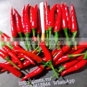 FRESH HOT PEPPER, CHILLI +84963818434 Whatsapp thumbnail-1