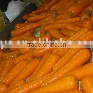 Carrot thumbnail-1