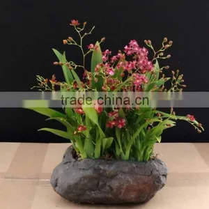 Oncidium Orchid Plant thumbnail-2