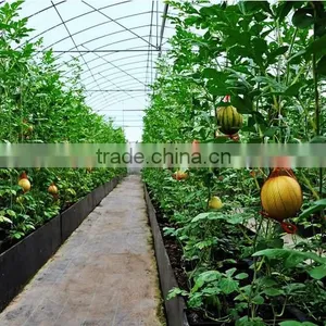 Good Daylighting and UV Resistance Vegetables Greenhouse,fruit Greenhouse,fiberglass Greenhouse thumbnail-2
