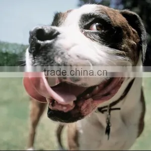 Mini Capacity Dog Feed Making Line thumbnail-5