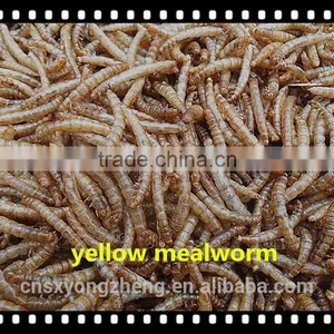Pet Food Microwave Dried 2.5--2.8 cm Tenebrio Molitors thumbnail-4