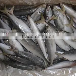 Seafood Fish Horse Mackerel thumbnail-1