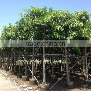 Ficus Altissima Landscaping Plants for Tropical Area thumbnail-1