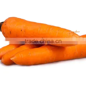 Best Price of Fresh Carrots for Sale thumbnail-1