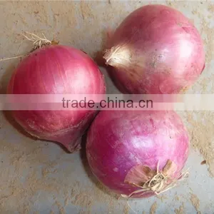 Fresh Red Onion Price thumbnail-1