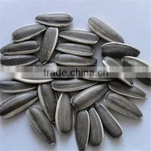 2013 New Crop America Type 5009 Sunflower Seeds 22/64 thumbnail-1