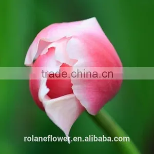 Export Wedding Decorative Fresh Flower Hot Pink Tulip thumbnail-6