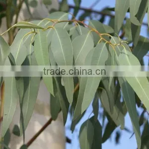 ECUCALYPTUS LEAVES thumbnail-1