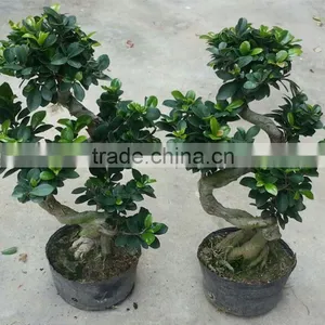Indoor&outdoor Big Ficus S Shape thumbnail-4