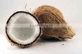 SEMI HUSKED COCONUT thumbnail-1