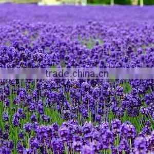100% Natural Alfalfa Extract Powder thumbnail-1