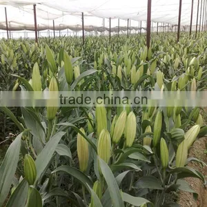 Hot Sale Fresh Cut Lily Flowers From Original Flower Plants thumbnail-5