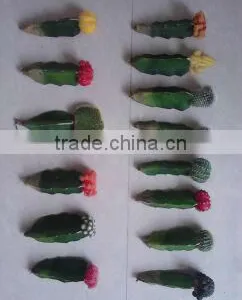 Indoor Plants Potted or Unrooted Grafted Cactus Mini Bonsai From Professional Nursery thumbnail-1