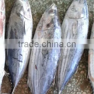 Frozen Skipjack Tuna Whole Round thumbnail-1