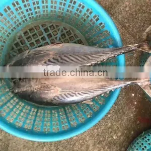Frozen New Fish Bonito Tuna Whole thumbnail-4