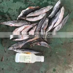 2016 NEW HOT SALE SHIPFROZEN &SeaFrozen Pacific Mackerel 200-300g thumbnail-1
