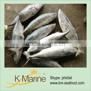 Fresh Delicious Sarda For Tuna Loin thumbnail-1