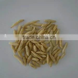 Ophiopogon Japonicus, Ophipogon Japonicus Root thumbnail-1