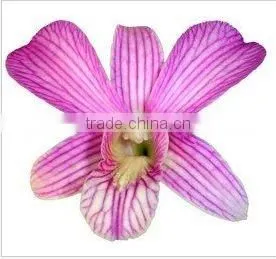 Thailand Top Quality D-012 Dendrobium Pink Line Orchid thumbnail-1