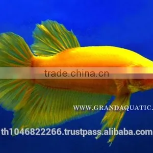 Betta Fish Farm For Sale and Aquarium Fish Exporter thumbnail-4