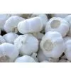 Sell Garlic thumbnail-1