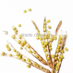 Organic Mung Beans thumbnail-1