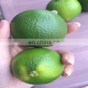 Seedless Lime thumbnail-1