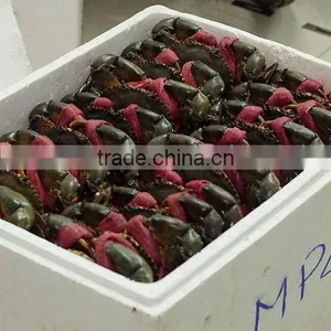 Live Mud Crab (Male, Female, Eggs) thumbnail-4