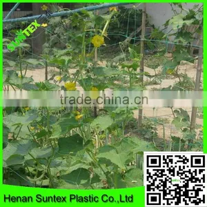Climbing Mesh for Cucumber Plant or Breeding Bop Stretch Net With Cheap Price thumbnail-1