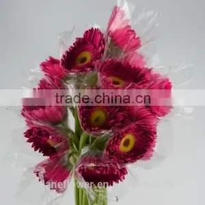 Diversified in Packaging Newest Gerbera Flower Rainbow Gerbera Daisy Flower With 20stems/bundle From Yunnan, China thumbnail-5