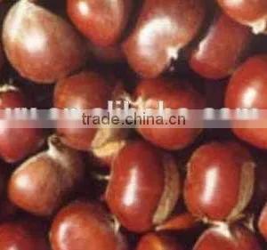 2015 New Crop Chinese Fresh Chestnut for Hot Sale thumbnail-1
