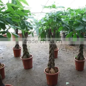 Twisted Braided Bonsai Tree Natural Money Tree thumbnail-1