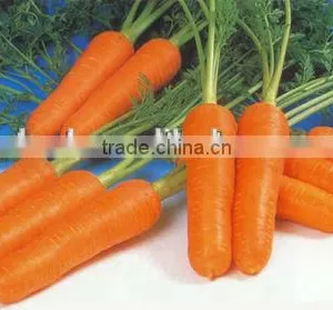 Fresh Carrot Fresh Vegetable High Demand Products Carrot thumbnail-3