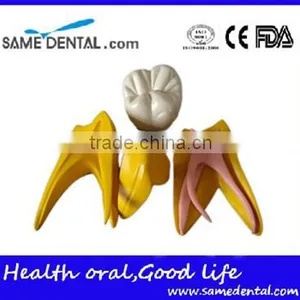 Dental 15 Times Permanent Teeth Decomposition Model DEA-37 thumbnail-1