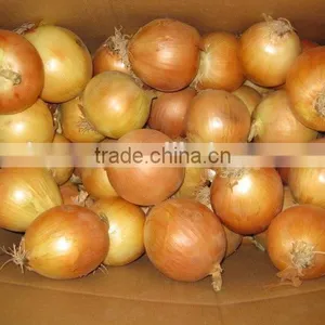Chinese Red Onion Yellow Onion From Shandong thumbnail-1