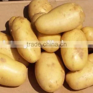 2015 New Crop of Fresh Potato Wholesales Price thumbnail-4