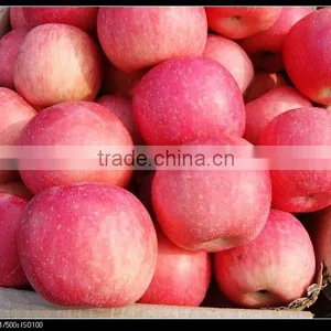 Fresh Red Chinese Fuji Apple in Yantai thumbnail-1