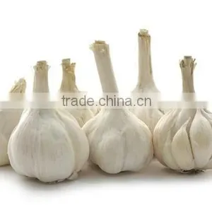 Hot Sale Fresh Chinese Normal White Garlic With Ctn thumbnail-4