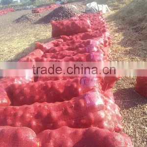Fresh Yellow Onion Exporters in Egypt thumbnail-5