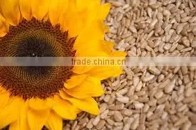 Sunflower Kernels Dried Sunflower Seeds for Bird Food thumbnail-5