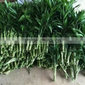 Lucky Bamboo thumbnail-2